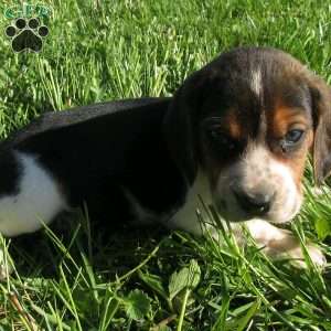 Webster, Beagle Mix Puppy