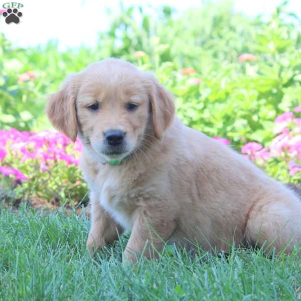 Wendy, Golden Retriever Puppy