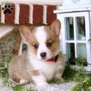 Wendy, Pembroke Welsh Corgi Puppy