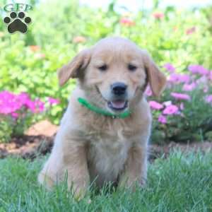 Wendy, Golden Retriever Puppy
