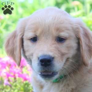Wendy, Golden Retriever Puppy