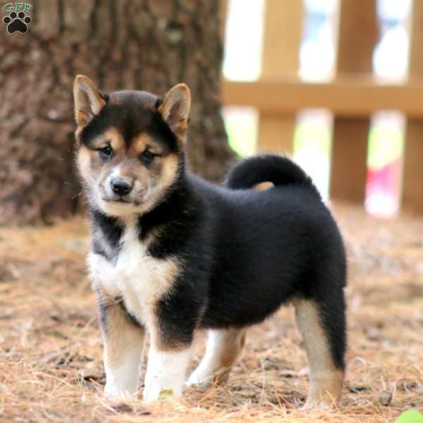 Wendy, Shiba Inu Puppy