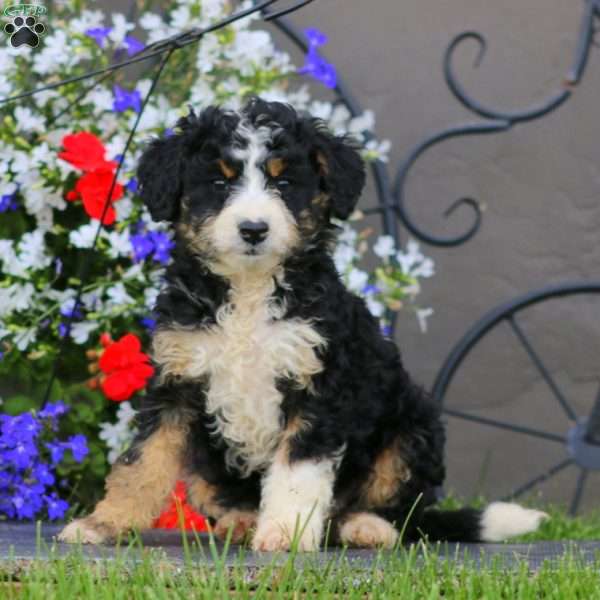 Wendy, Mini Bernedoodle Puppy