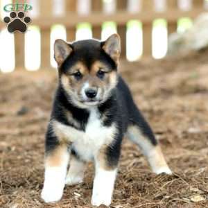 Wendy, Shiba Inu Puppy