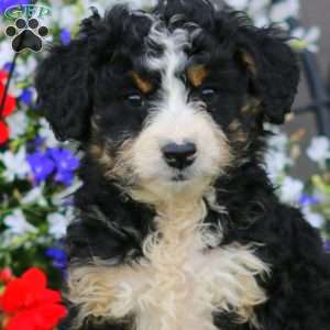 Wendy, Mini Bernedoodle Puppy