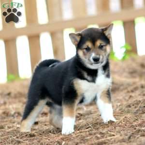 Wendy, Shiba Inu Puppy