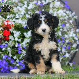 Wendy, Mini Bernedoodle Puppy