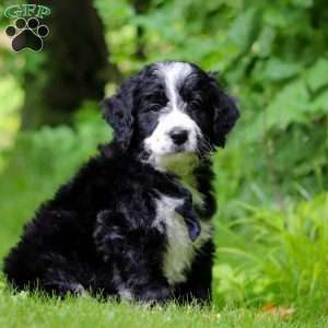 Wesley, Bernedoodle Puppy