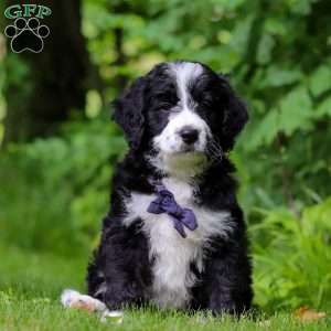 Wesley, Bernedoodle Puppy