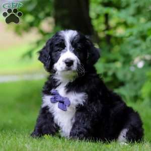 Wesley, Bernedoodle Puppy