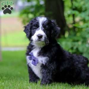 Wesley, Bernedoodle Puppy