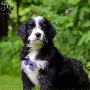 Wesley, Bernedoodle Puppy