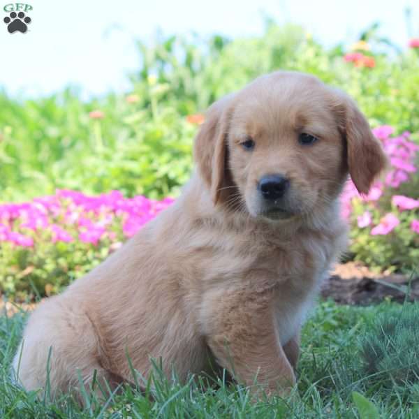 Wesley, Golden Retriever Puppy