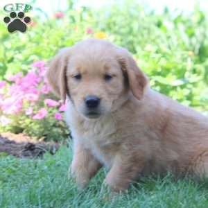 Wesley, Golden Retriever Puppy