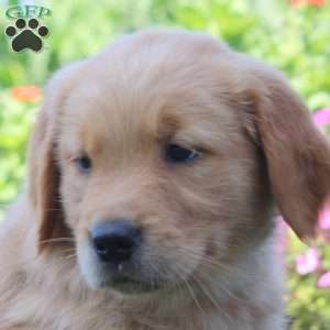 Wesley, Golden Retriever Puppy