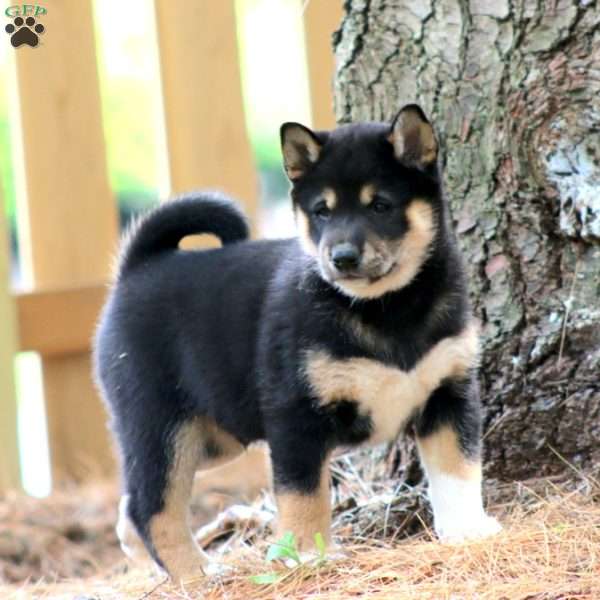 Wesley, Shiba Inu Puppy