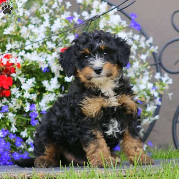 Wesley, Mini Bernedoodle Puppy