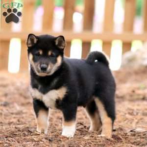 Wesley, Shiba Inu Puppy