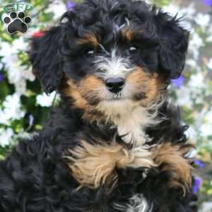 Wesley, Mini Bernedoodle Puppy