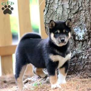 Wesley, Shiba Inu Puppy
