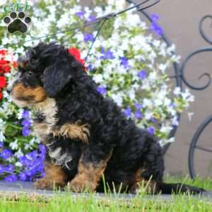 Wesley, Mini Bernedoodle Puppy
