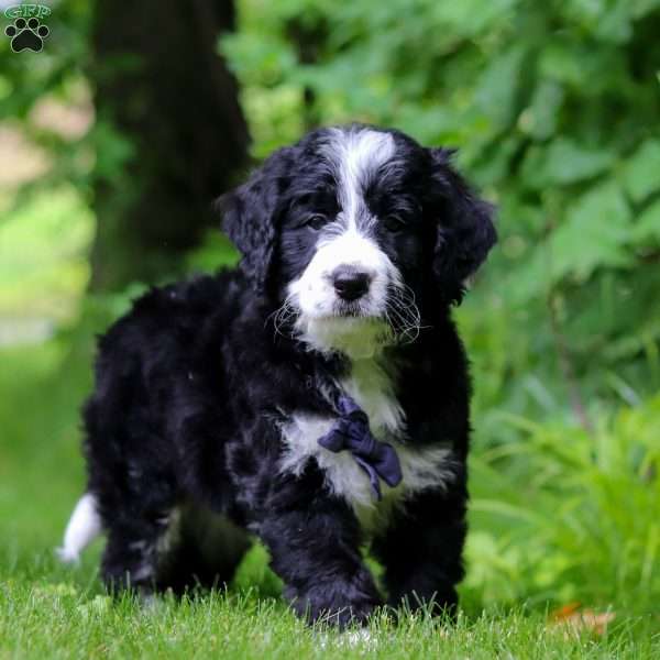 Wesley, Bernedoodle Puppy