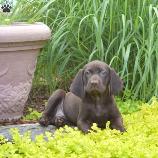 Whisper, German Shorthaired Pointer Puppy
