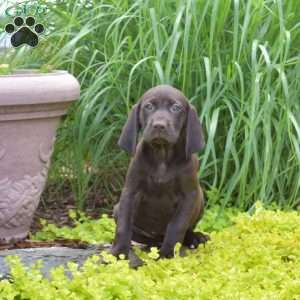 Whisper, German Shorthaired Pointer Puppy