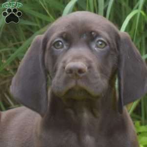 Whisper, German Shorthaired Pointer Puppy