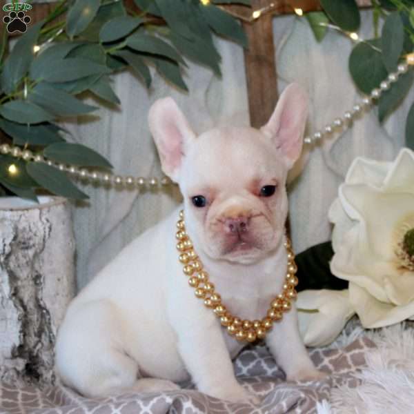 White Magnolia, French Bulldog Puppy