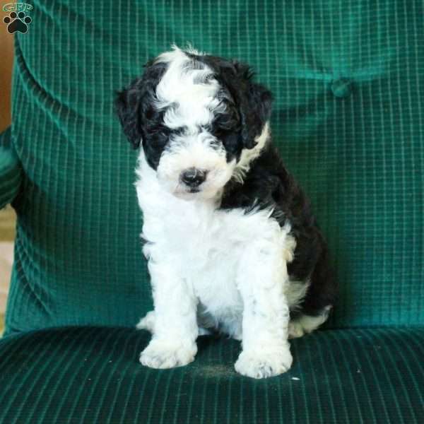 WhoopiePie, Miniature Poodle Mix Puppy