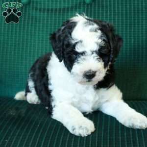 WhoopiePie, Miniature Poodle Mix Puppy
