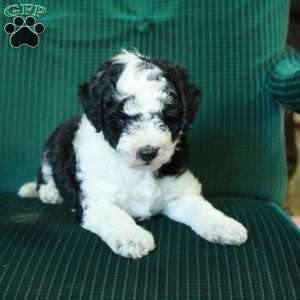 WhoopiePie, Miniature Poodle Mix Puppy