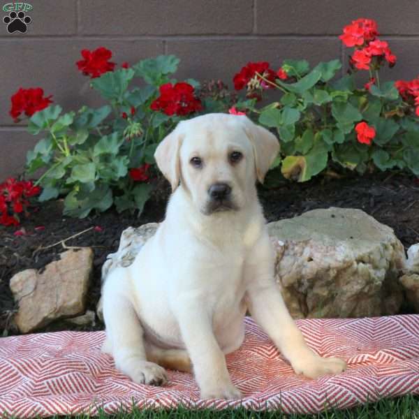 Wiley, Yellow Labrador Retriever Puppy
