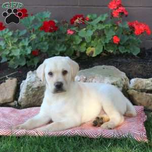 Wiley, Yellow Labrador Retriever Puppy
