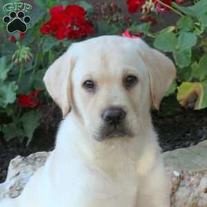 Wiley, Yellow Labrador Retriever Puppy