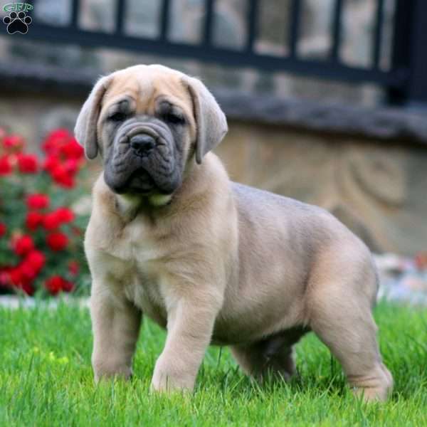 Will, Cane Corso Puppy