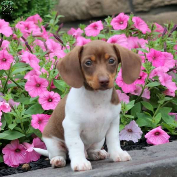 Will, Dachshund Puppy