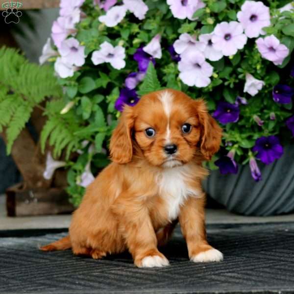 Will, Cavalier King Charles Spaniel Puppy