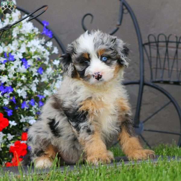Will, Mini Bernedoodle Puppy