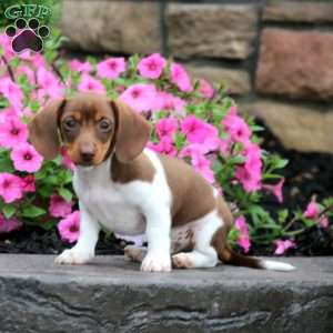 Will, Dachshund Puppy
