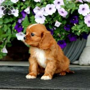 Will, Cavalier King Charles Spaniel Puppy