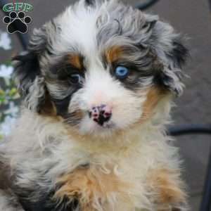 Will, Mini Bernedoodle Puppy