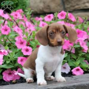 Will, Dachshund Puppy