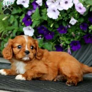 Will, Cavalier King Charles Spaniel Puppy