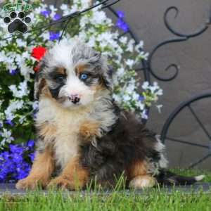 Will, Mini Bernedoodle Puppy