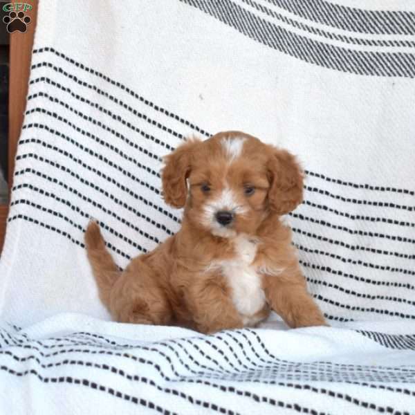 William, Cavapoo Puppy