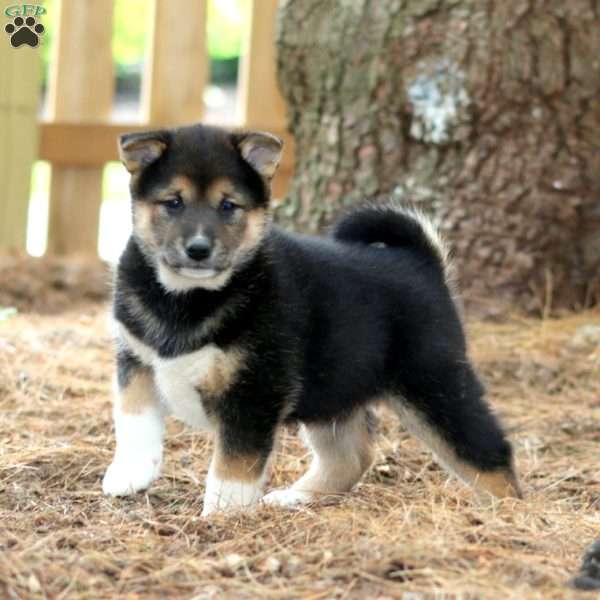 Willie, Shiba Inu Puppy