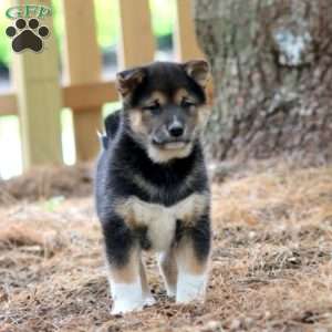 Willie, Shiba Inu Puppy