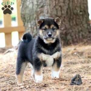 Willie, Shiba Inu Puppy